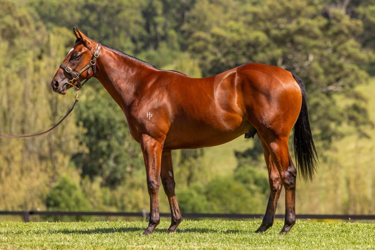 horse-image