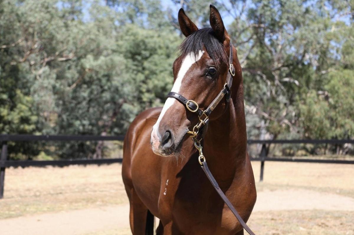 Magna Grecia Colt