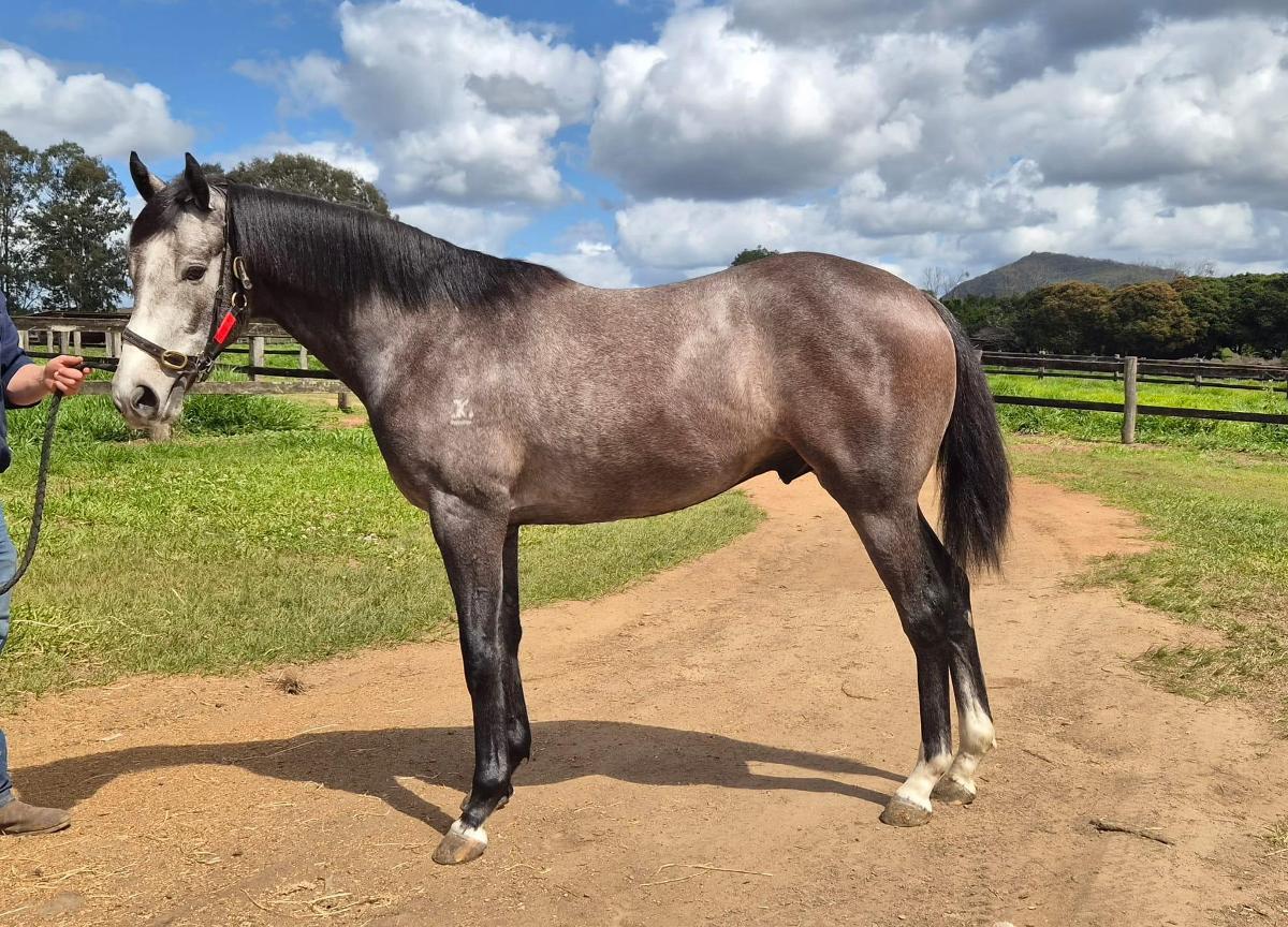 horse-image