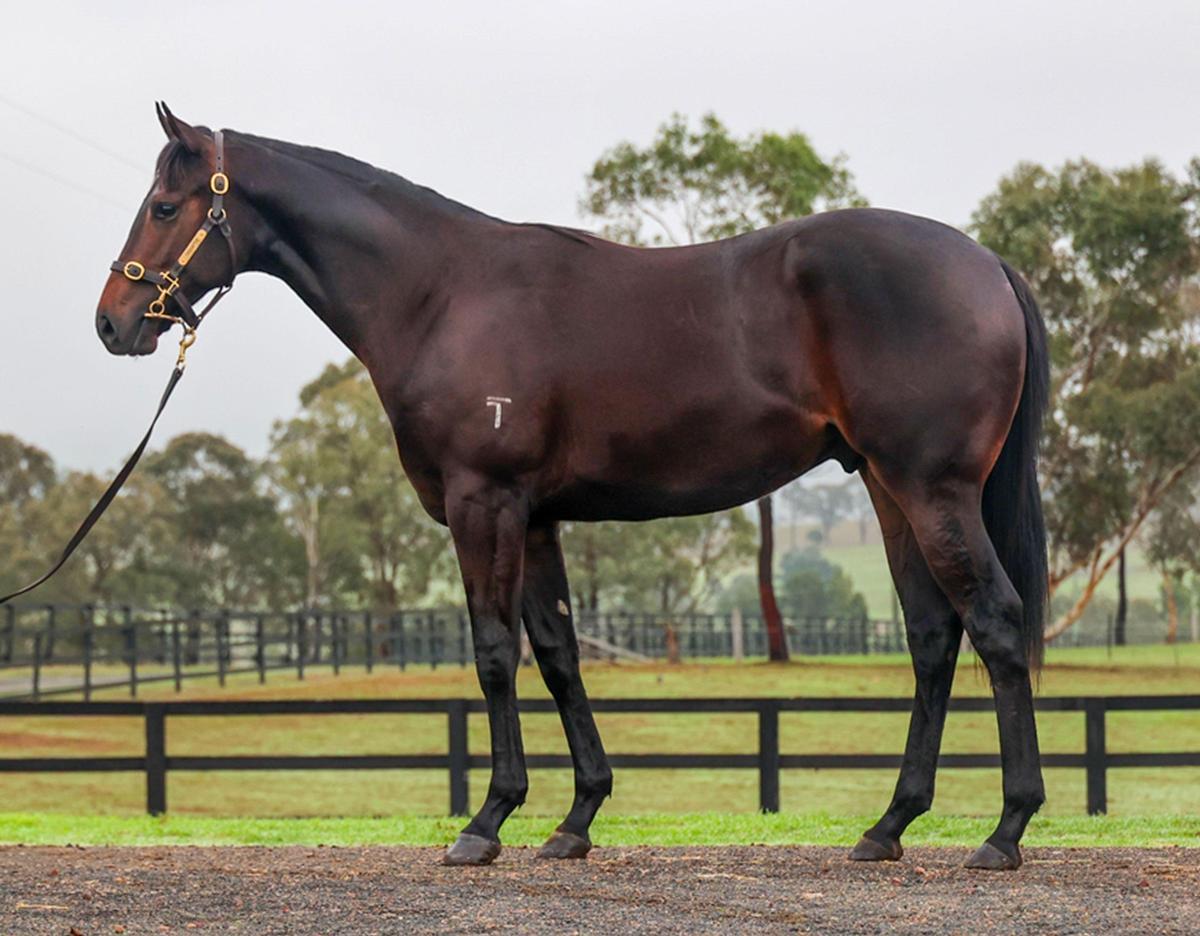 horse-image