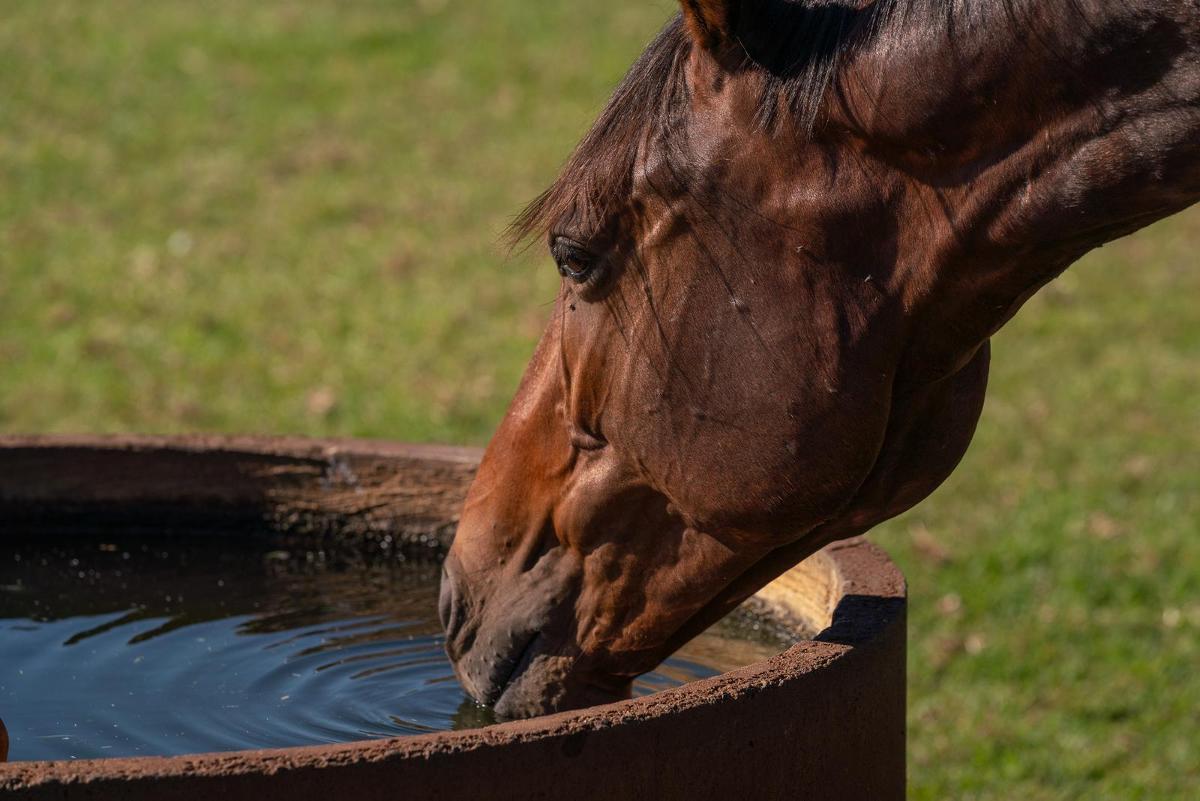 STREAK OF GOD (Playing God 2yo gelding)