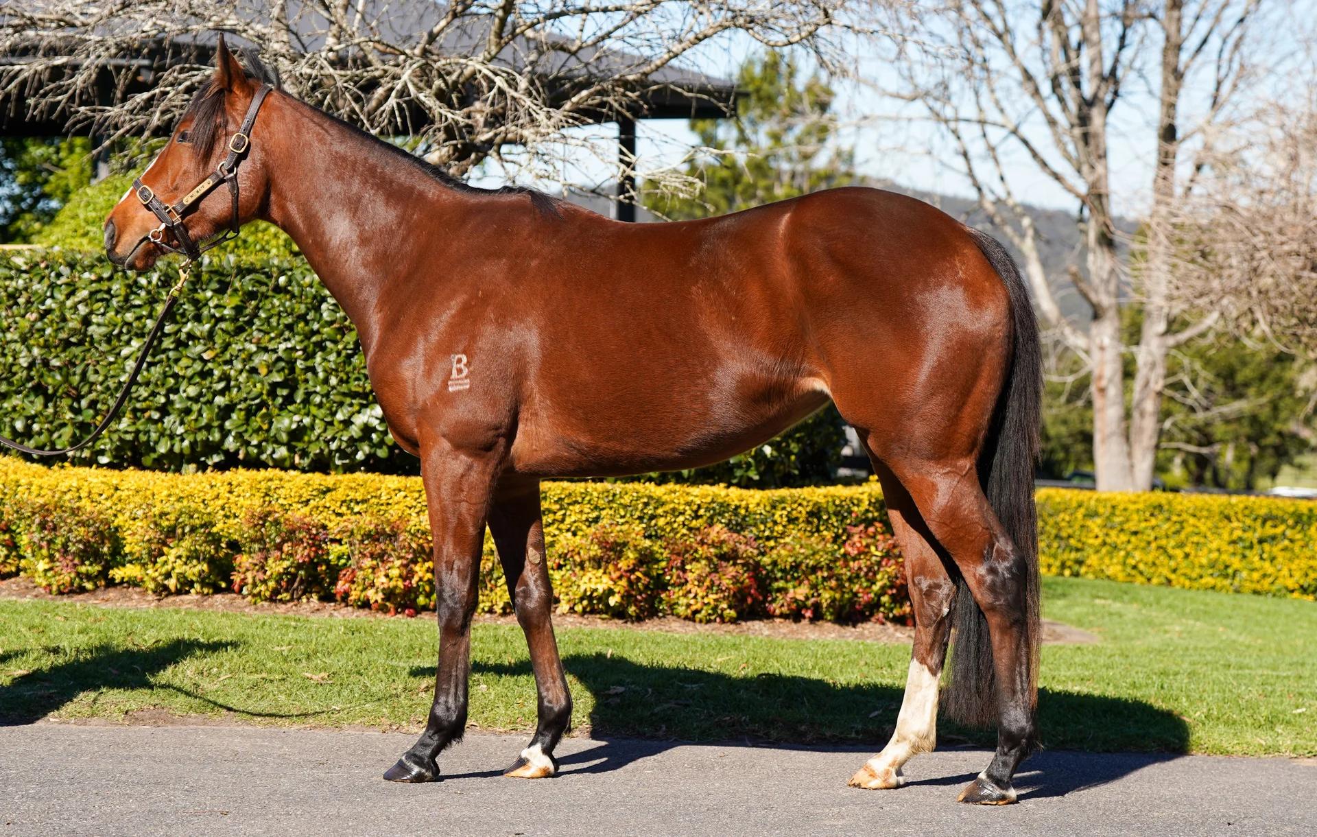 horse-image