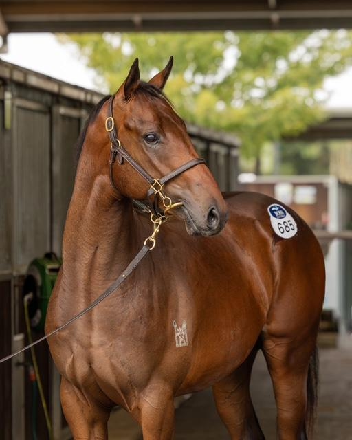 horse-image