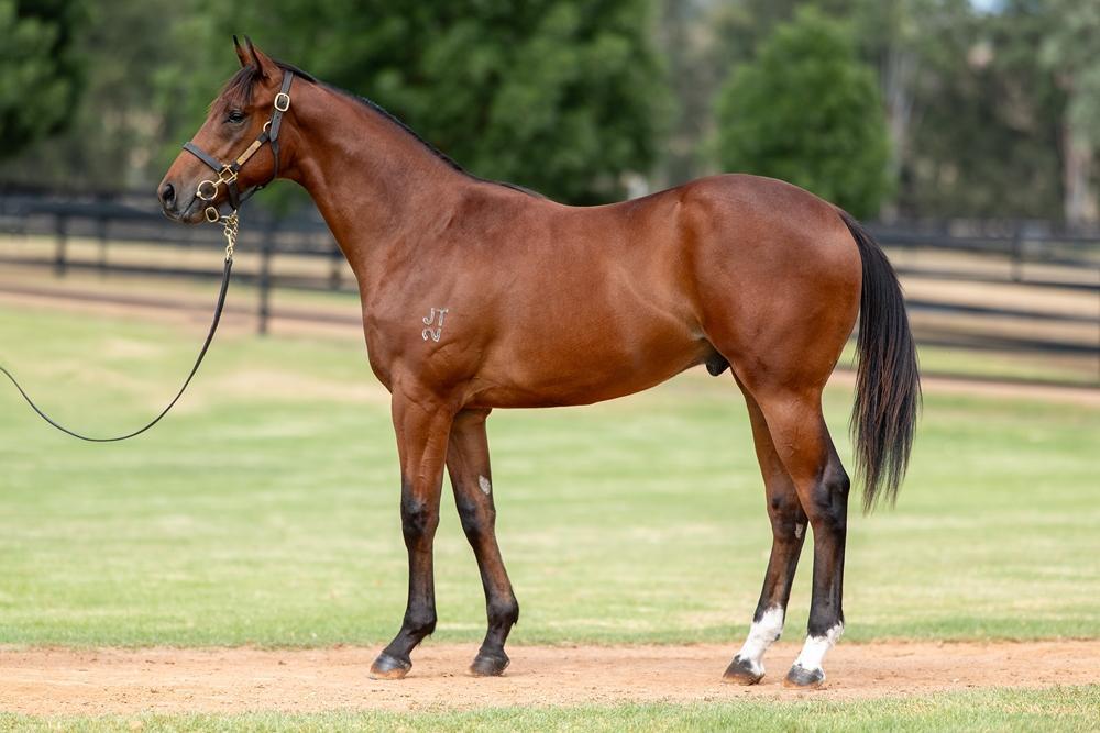 horse-image