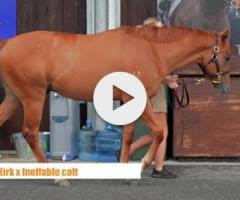 Ole Kirk X Ineffable