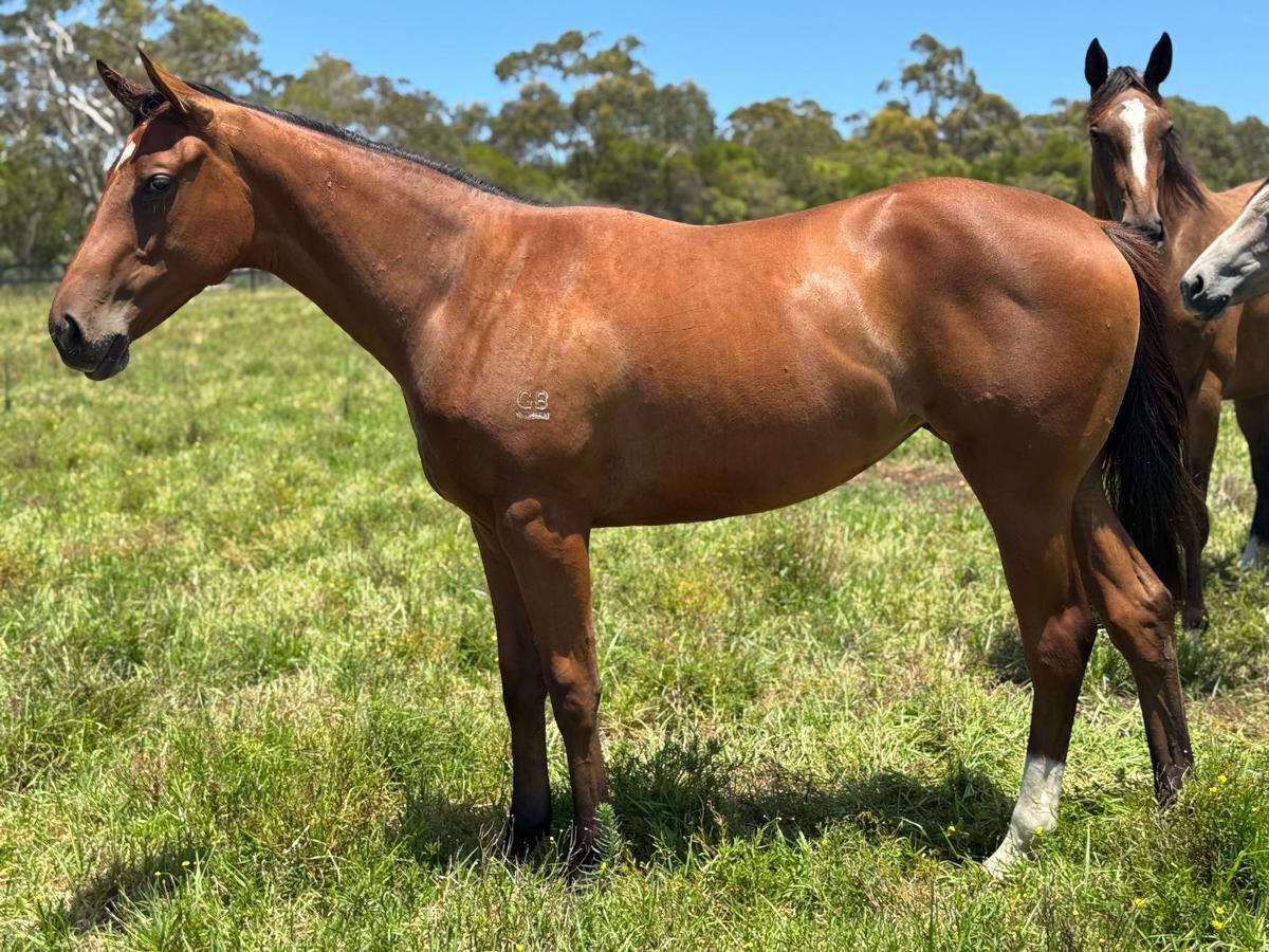 Castelvecchio filly X Charm School