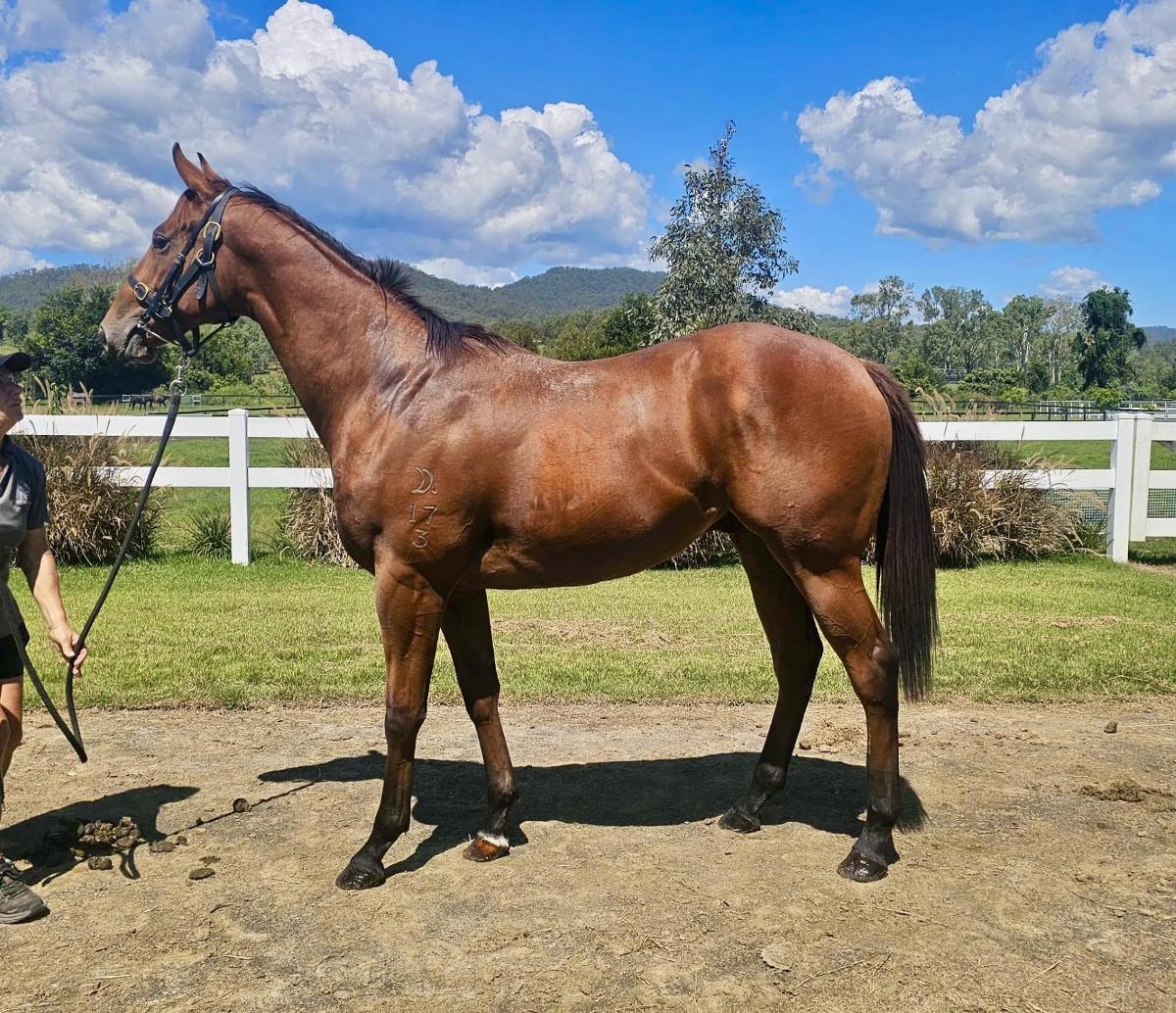 horse-image
