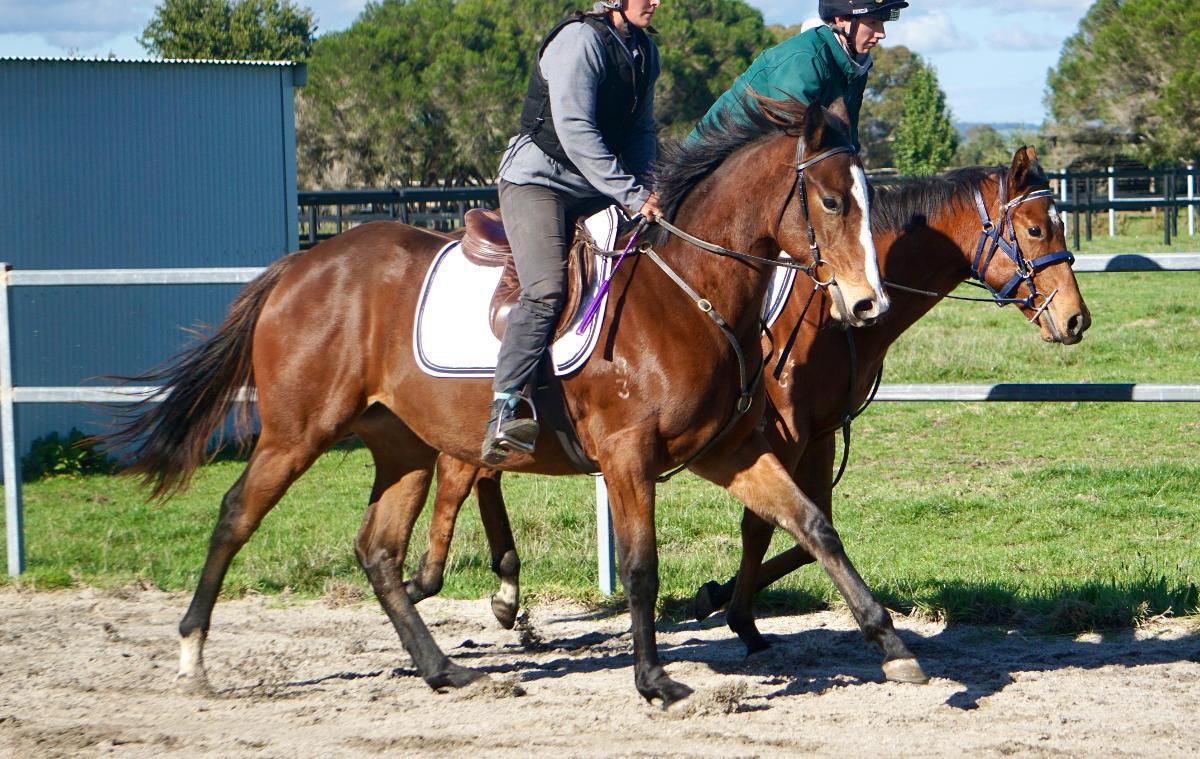 Wild Ruler x Face Forward filly