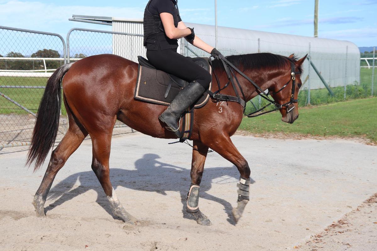 St Mark's Basilica x Thinkyoucandance 23 filly