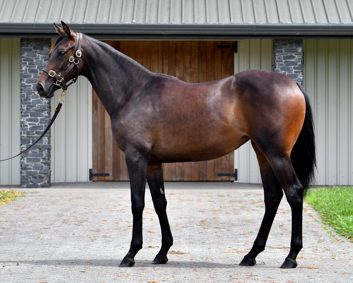 horse-image
