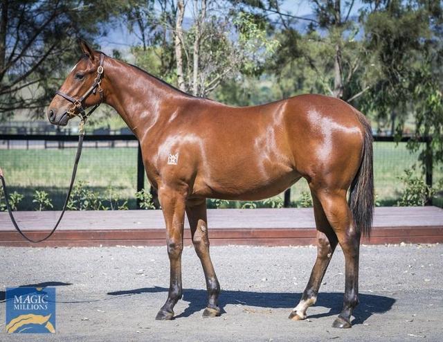 Cosmic Force x Racy '23 Filly