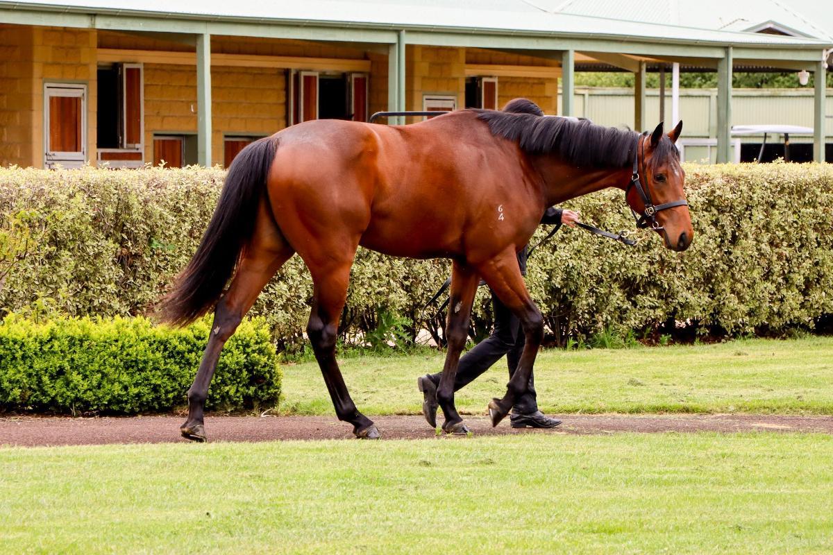 In The Congo 2yo Colt