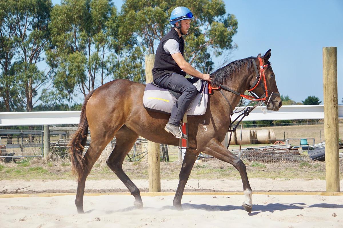 Wild Ruler x Saratoga Treasure (USA) Filly