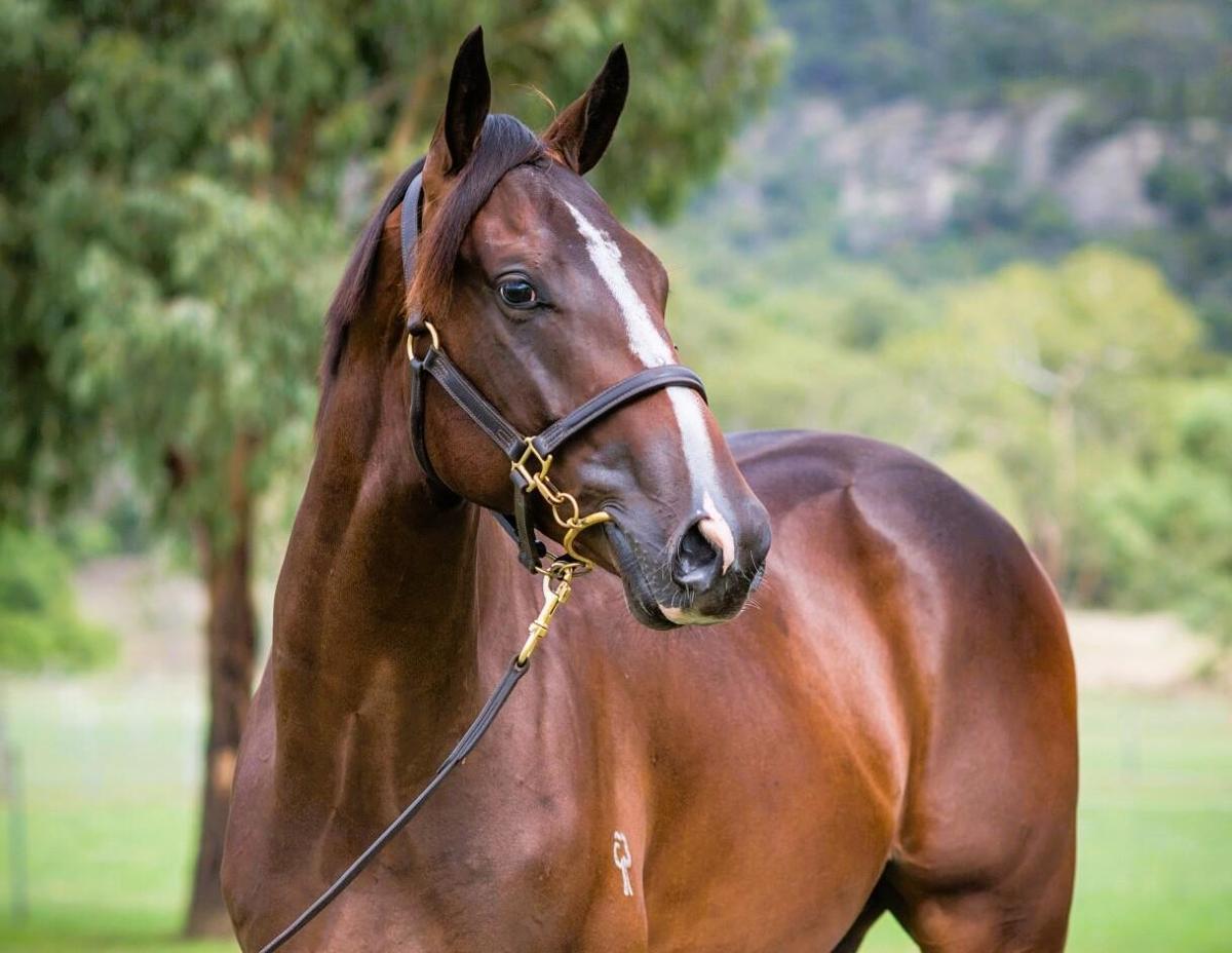 Shamus Award x With A Bit of Dash