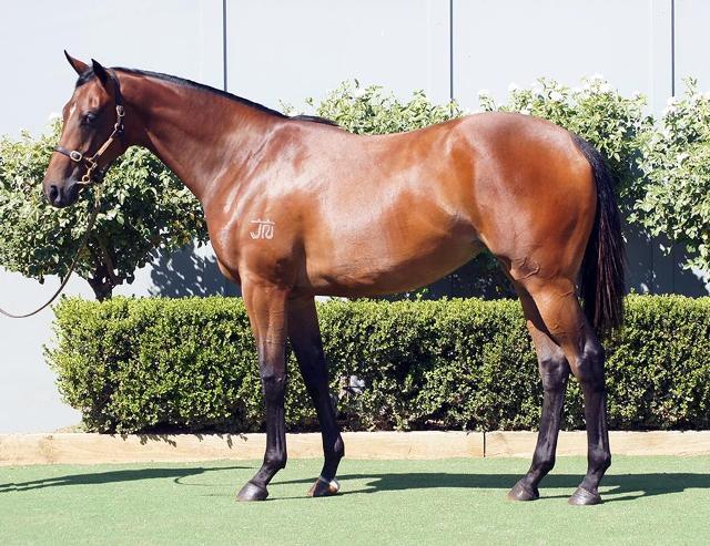 horse-image