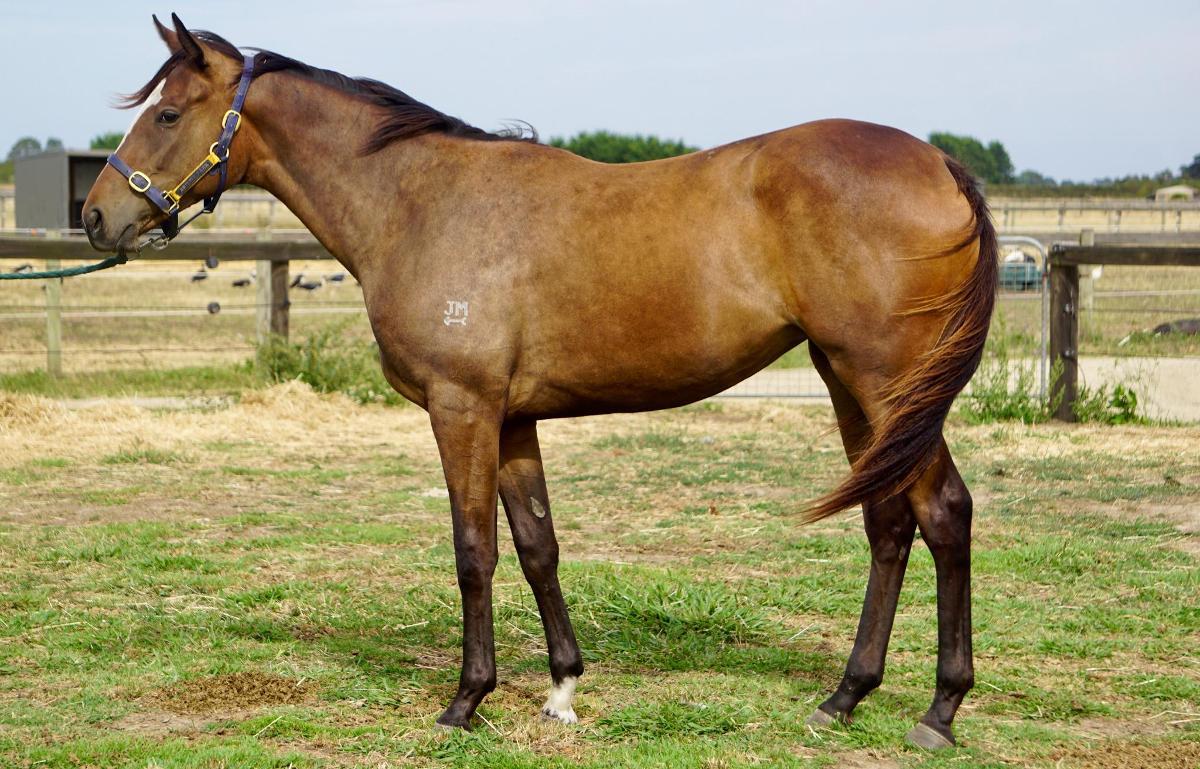 Wild Ruler x Saratoga Treasure (USA) Filly