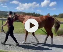 Frankel x Cleanup colt