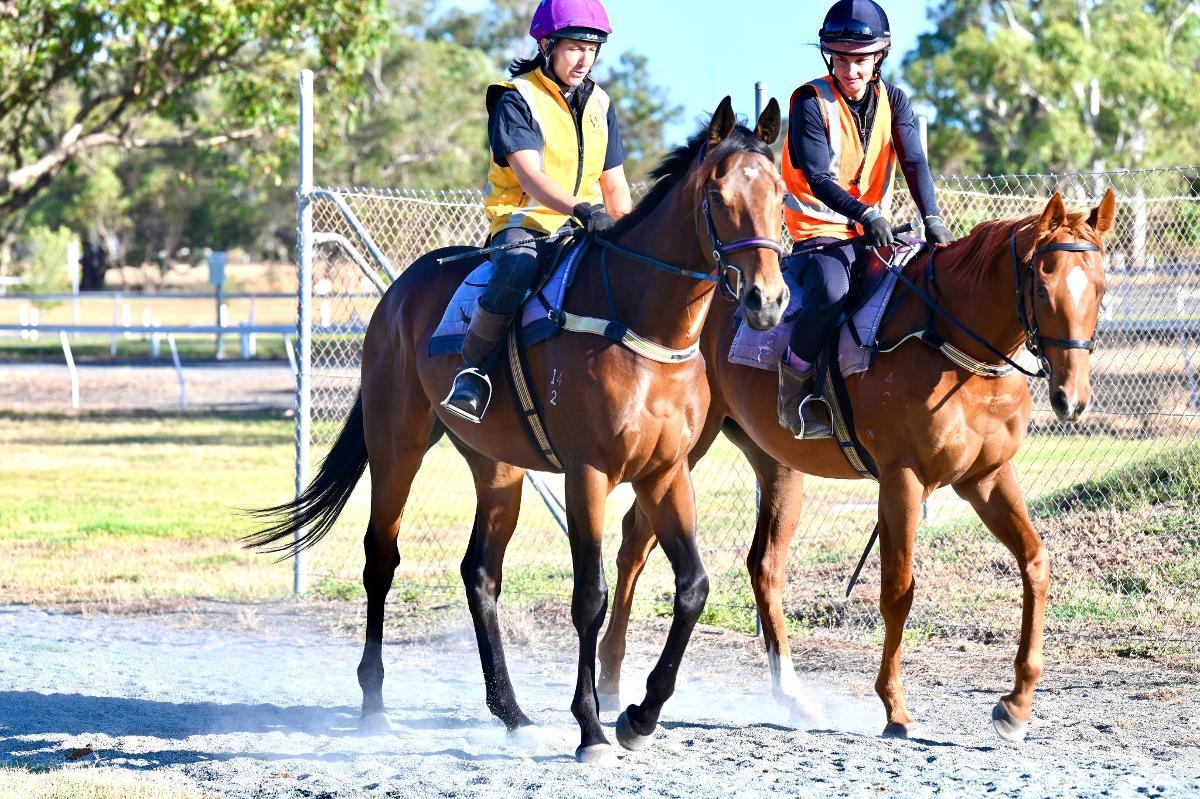 STREAK OF GOD (Playing God 2yo gelding)