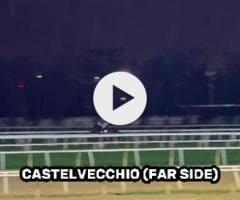 Castelvecchio x Roseito Colt