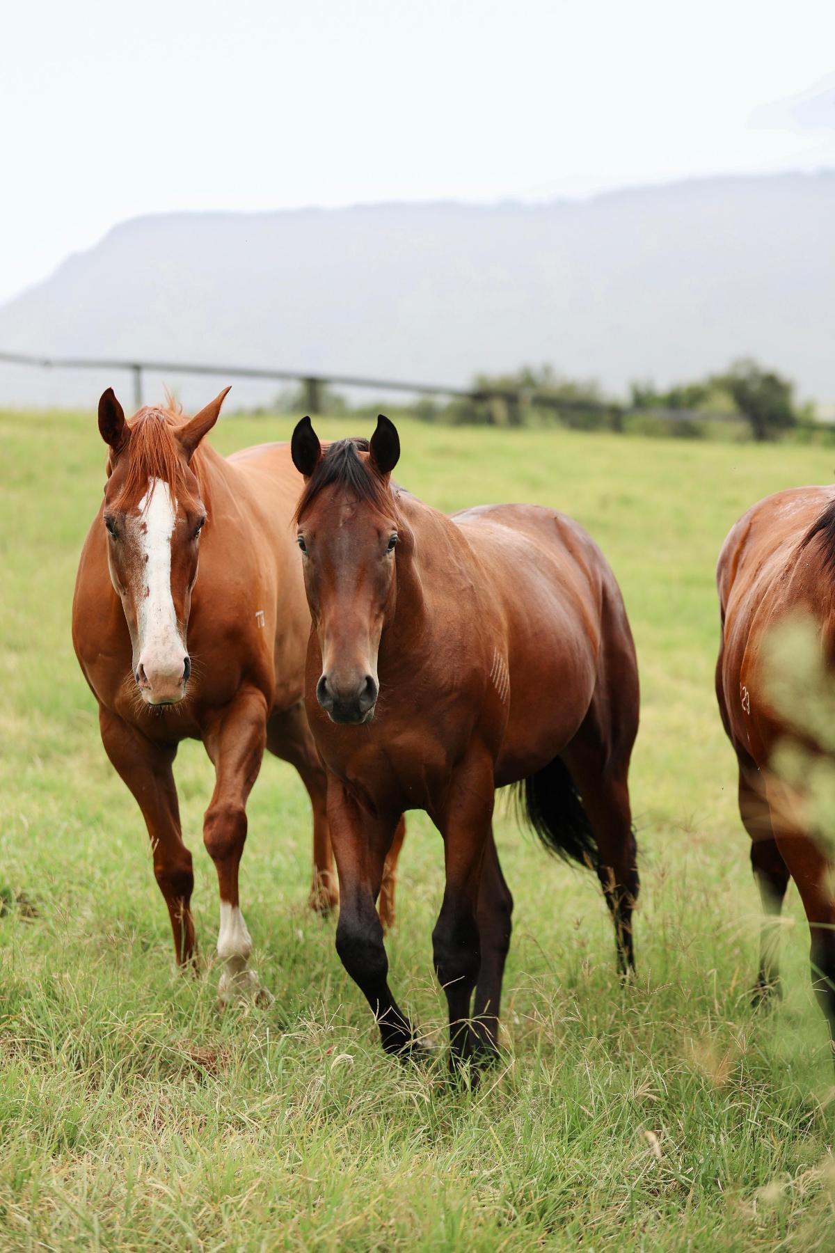 So You Think x Zenon Colt