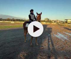 The Autumn Sun x Couronne Colt