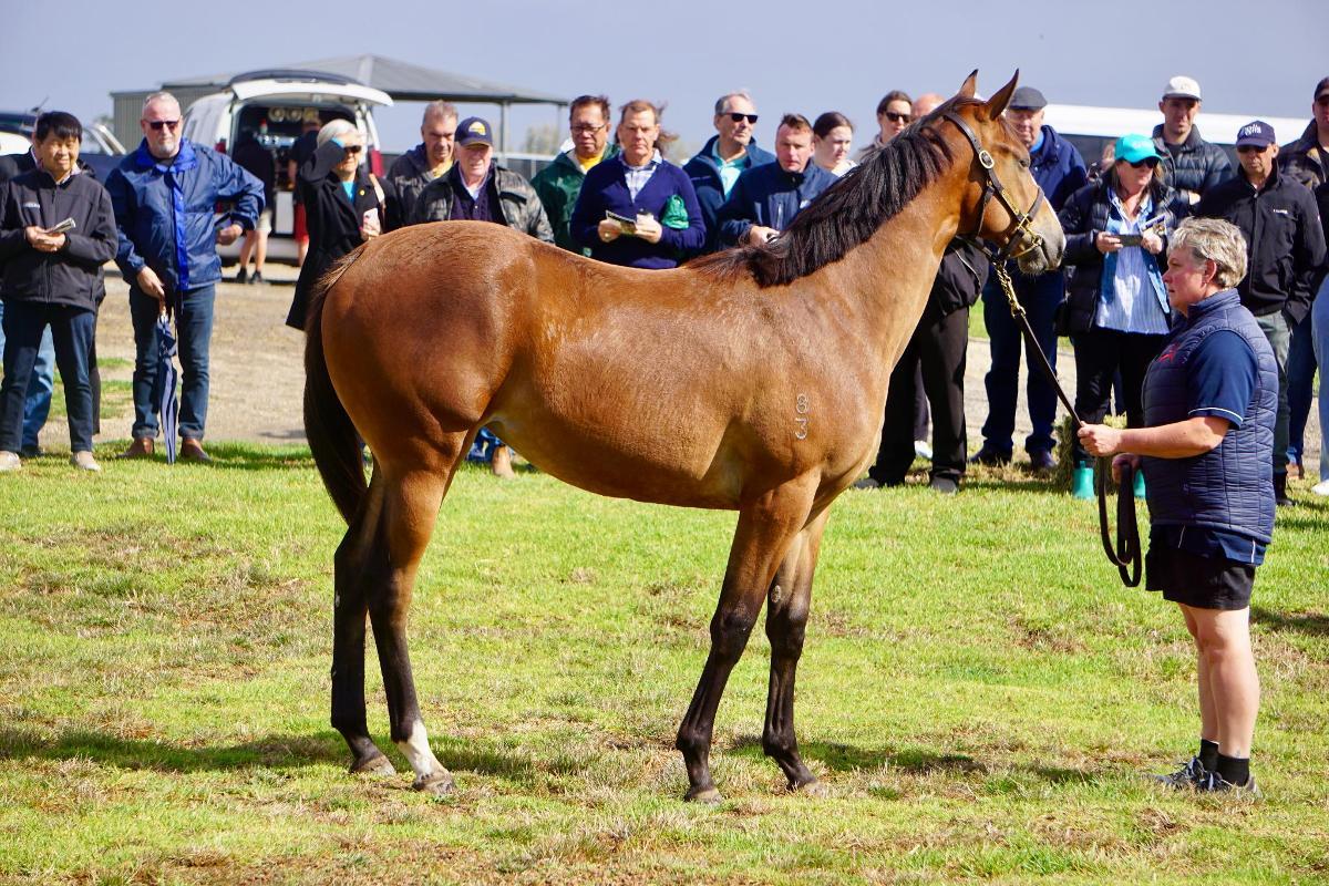 Wild Ruler x Face Forward filly