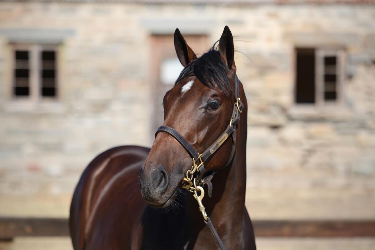 All Too Hard x Grounded '23 Filly