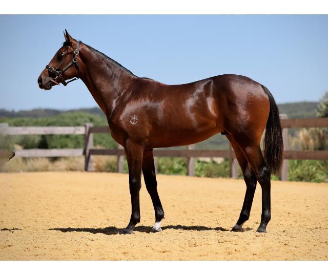 horse-image