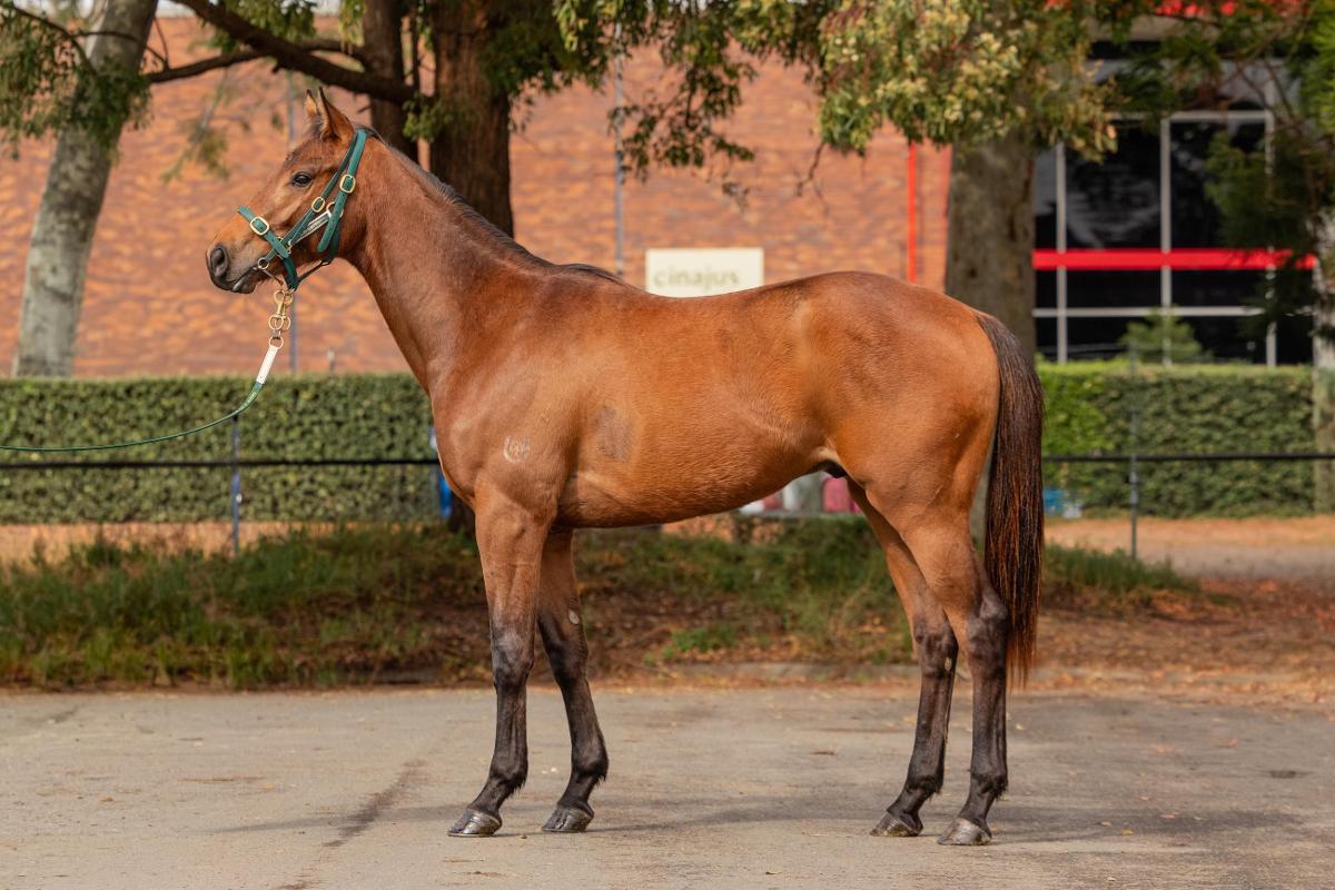 horse-image