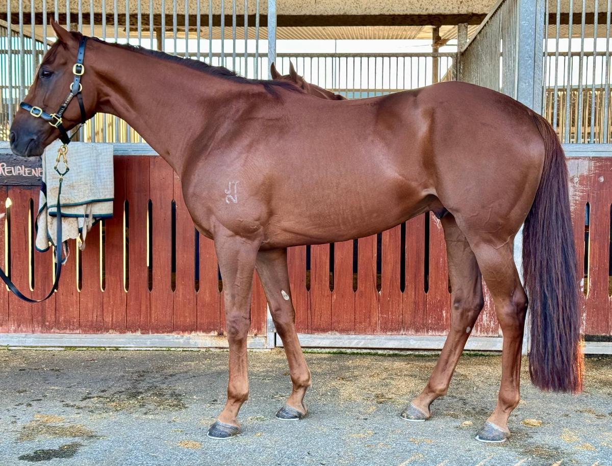 horse-image