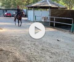 Pierro/Poetic Harmony '24