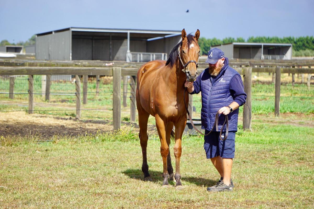 Anders x Madame Trop Vite Filly