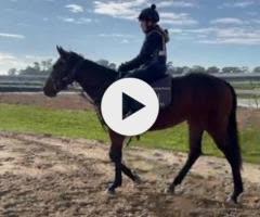 Tassort x Shahad Filly