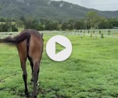 Wild Ruler x Saratoga Treasure (USA) Filly