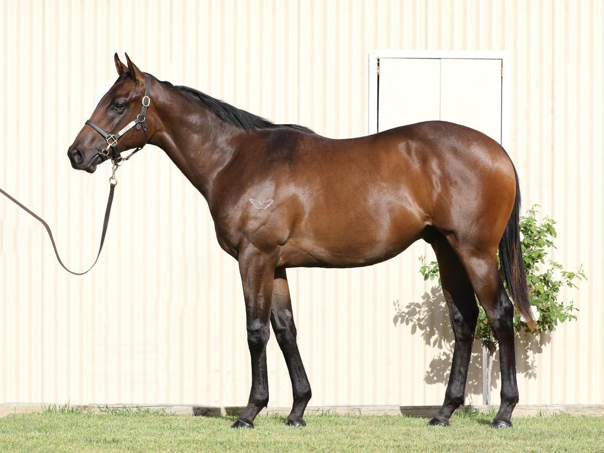 horse-image
