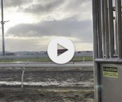 Farnan / Lolanka Filly