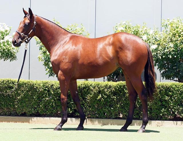 horse-image
