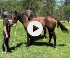 Hellbent x Pierro Moss