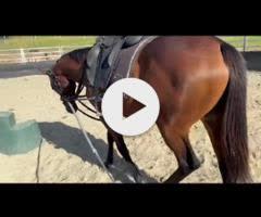 Tassort x Shahad Filly