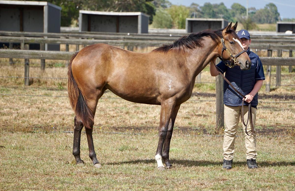 Wild Ruler x Saratoga Treasure (USA) Filly