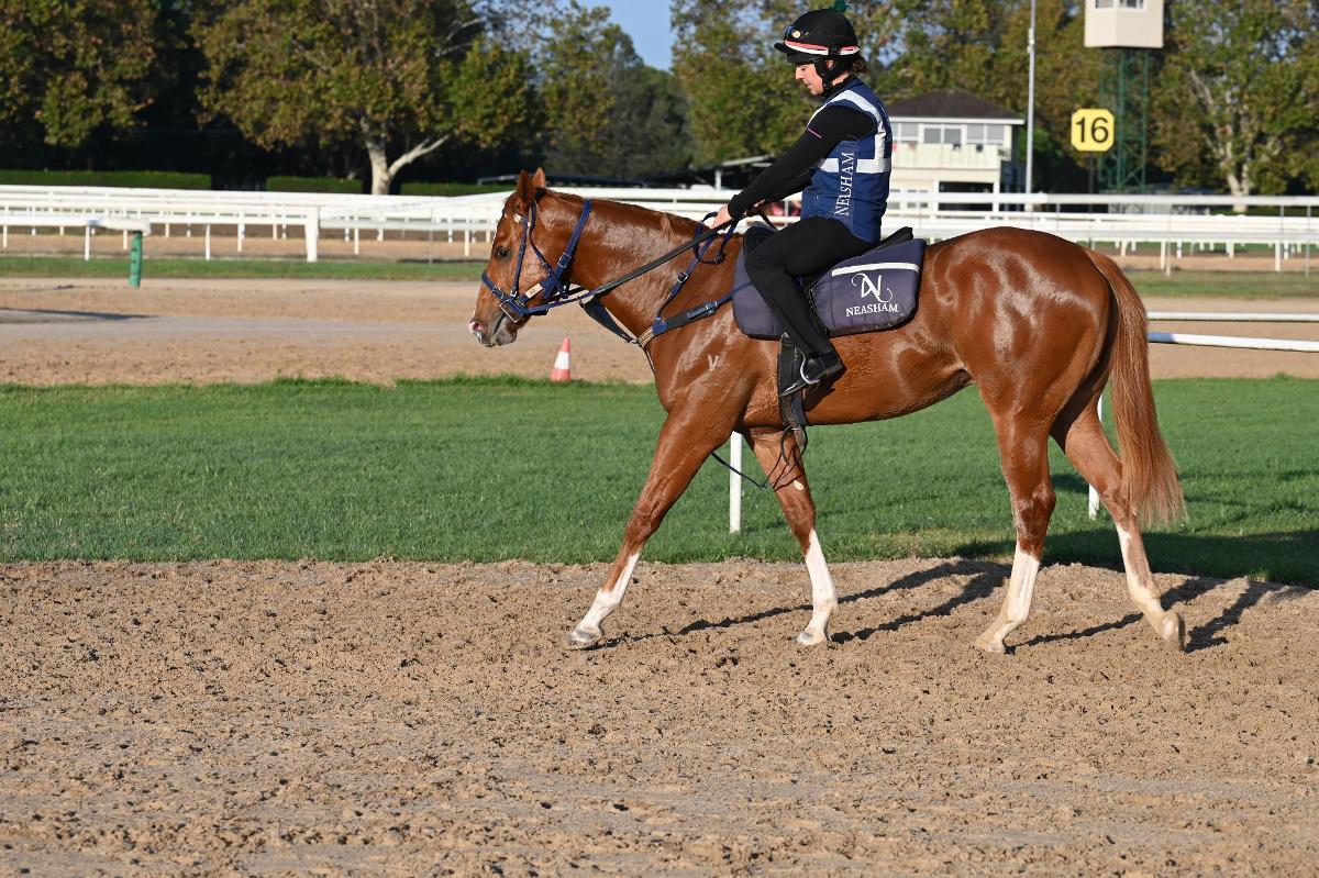 Frankel x Cleanup colt