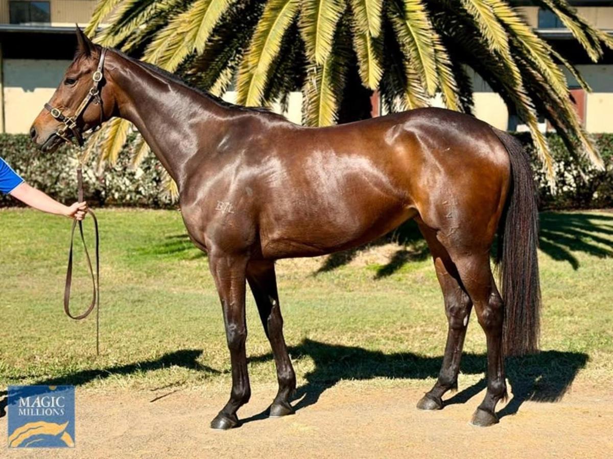 horse-image