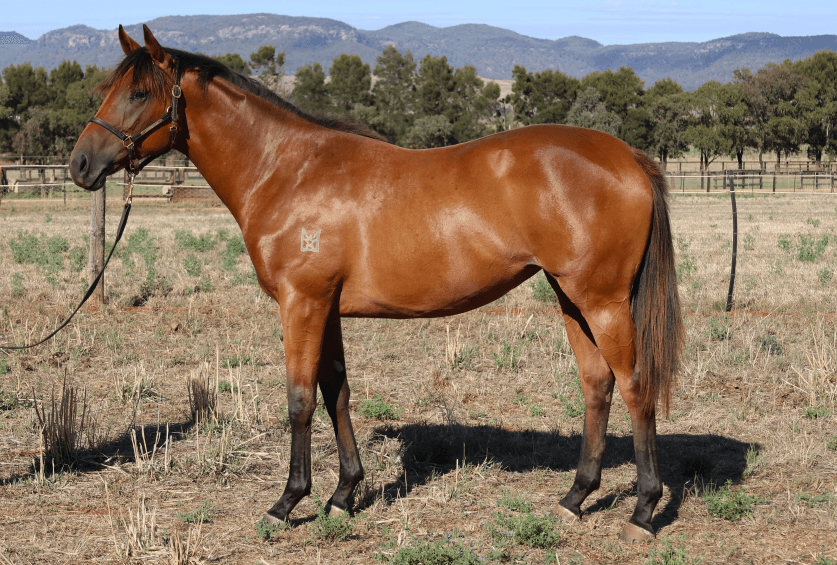 horse-image