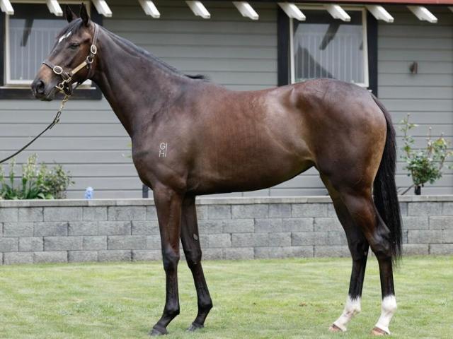 horse-image