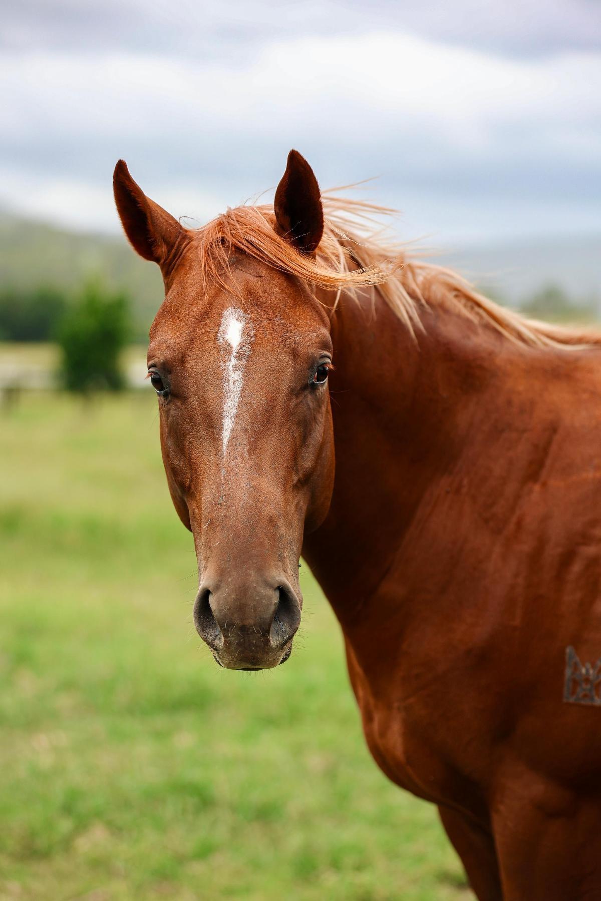Russian Revolution x Piacenza Colt