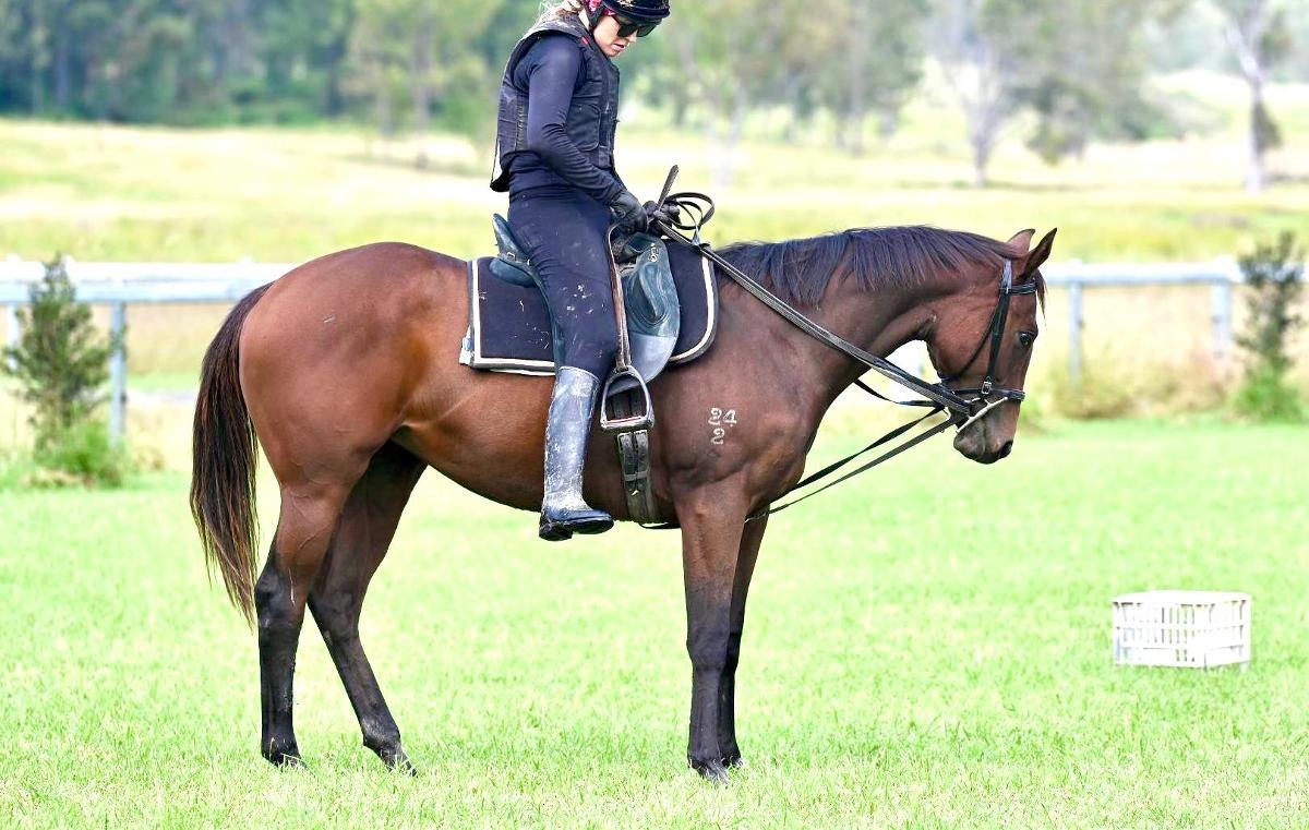 Ave Cantare (2yo filly by Microphone)