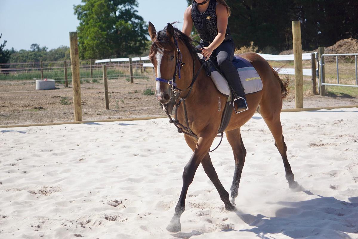 Wild Ruler x Face Forward filly