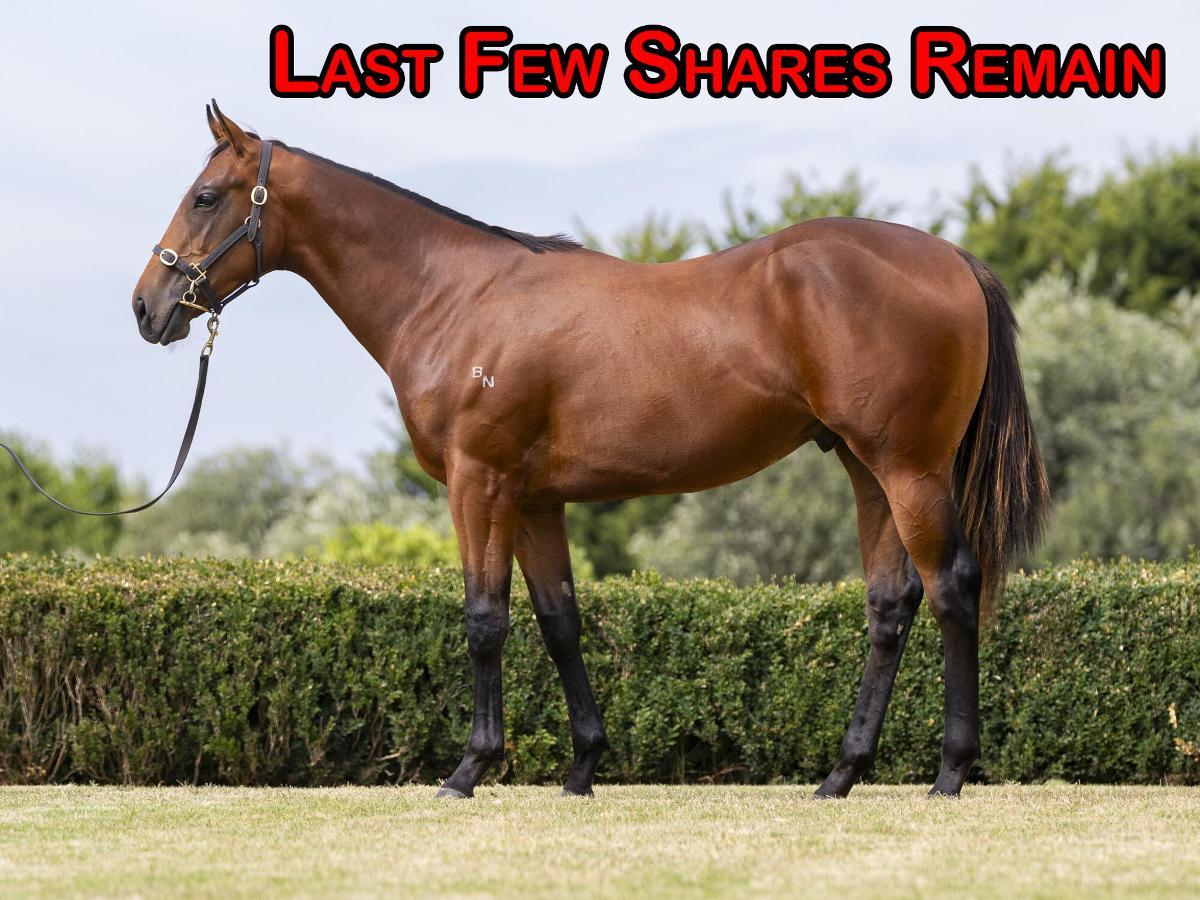 Doubtland x Hinchin Time colt