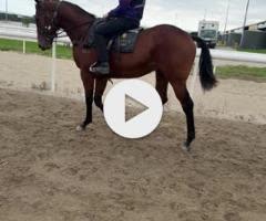 King's Legacy / Tenessee Diamond