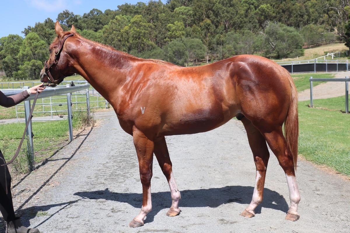 Frankel x Cleanup colt